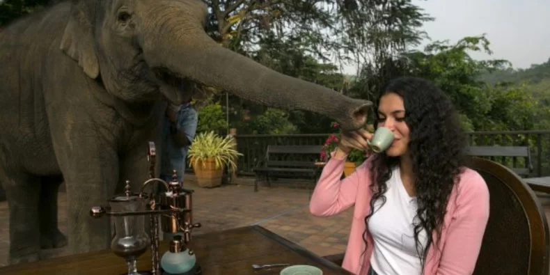 Café feito de fezes de elefante: conheça o Black Ivory Coffee